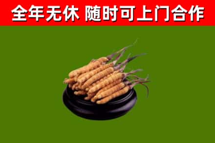广西烟酒回收冬虫夏草.jpg