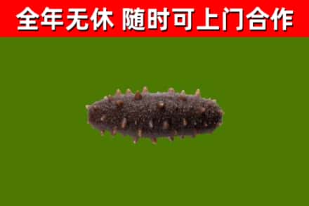 广西回收海参干